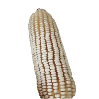 image24