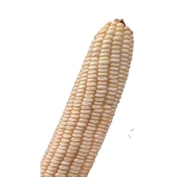 image25