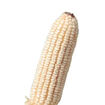image26